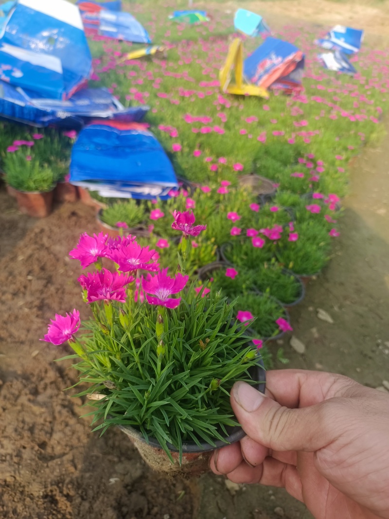 【牛商推荐】欧石竹基地大量现货供应欢迎大家咨询订购