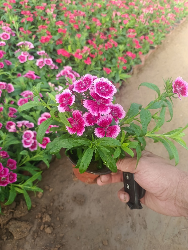 【牛商推荐】欧石竹基地大量现货供应欢迎大家咨询订购
