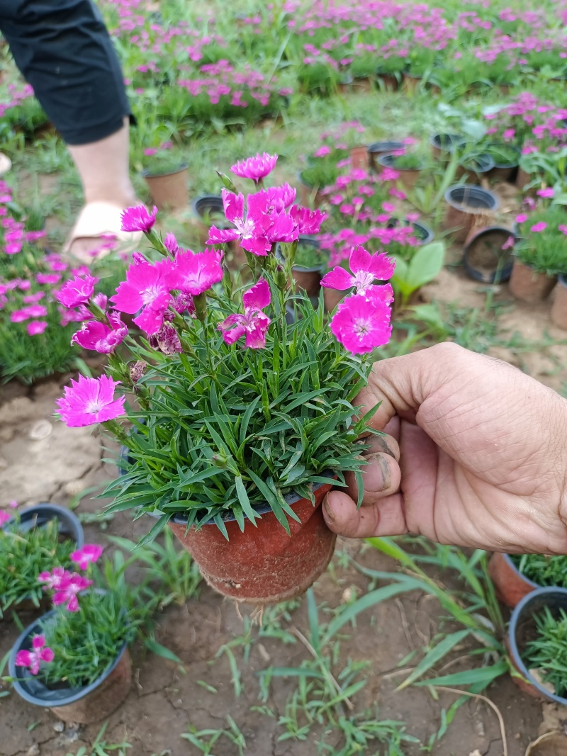 【牛商推荐】欧石竹基地大量现货供应欢迎大家咨询订购