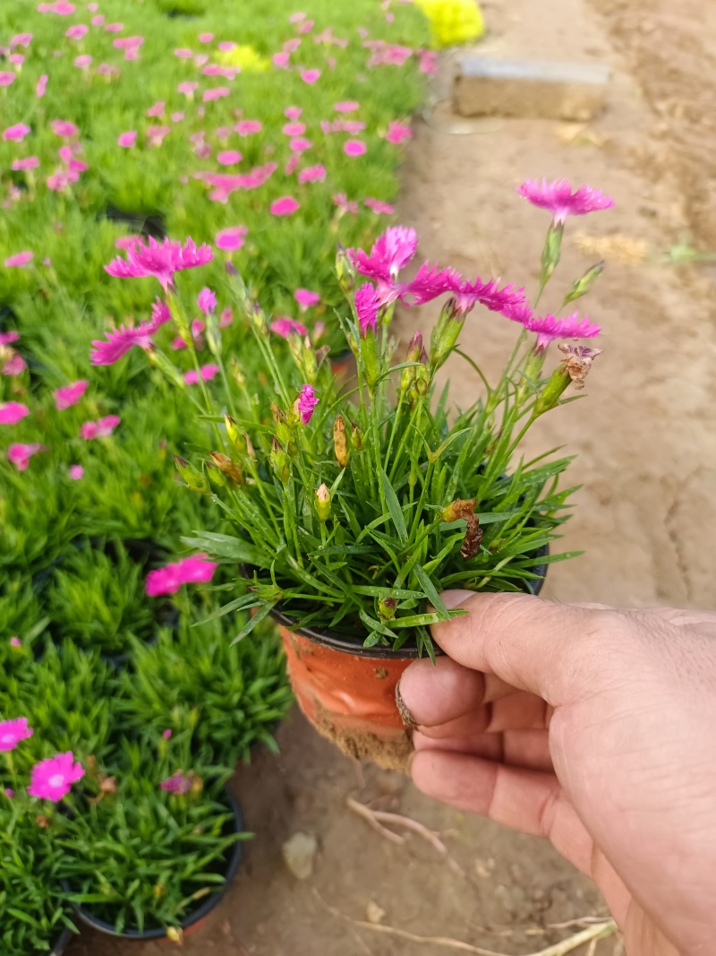 【牛商推荐】欧石竹基地大量现货供应欢迎大家咨询订购
