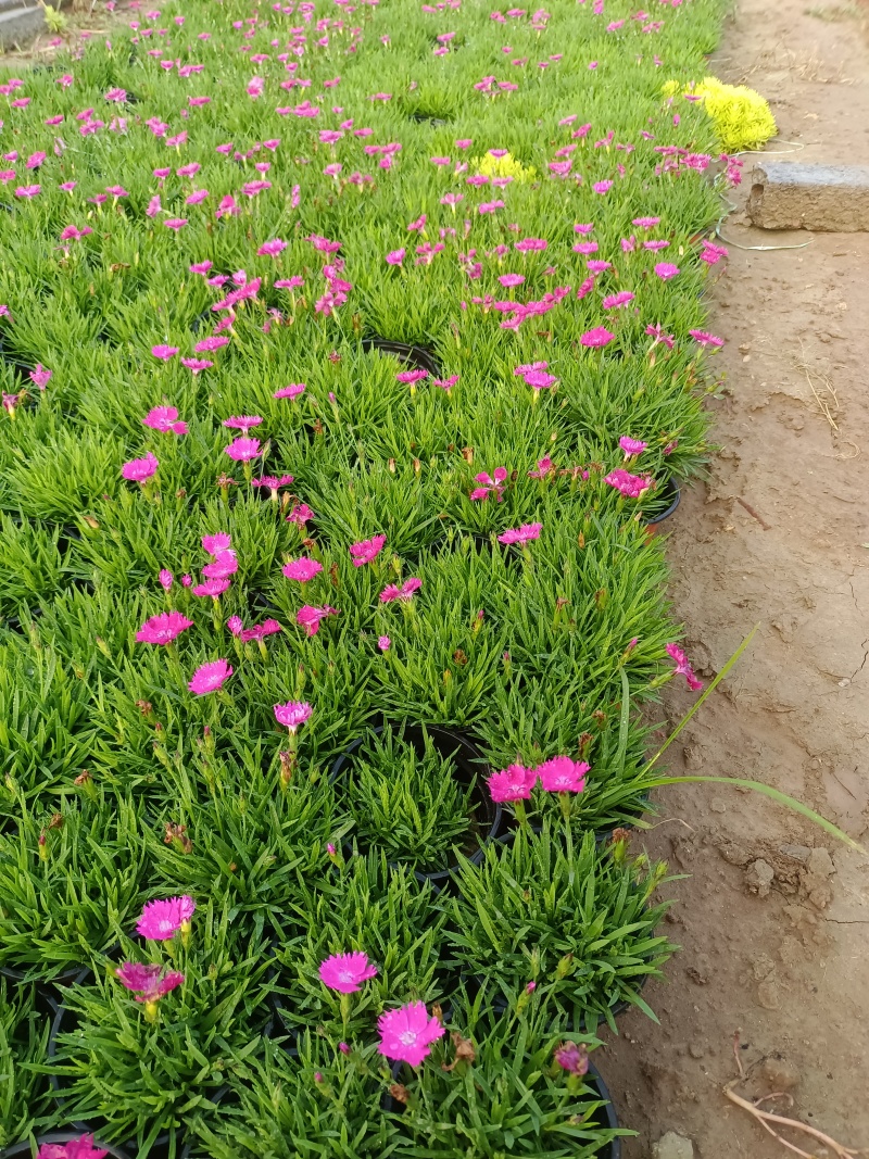 【牛商推荐】欧石竹基地大量现货供应欢迎大家咨询订购