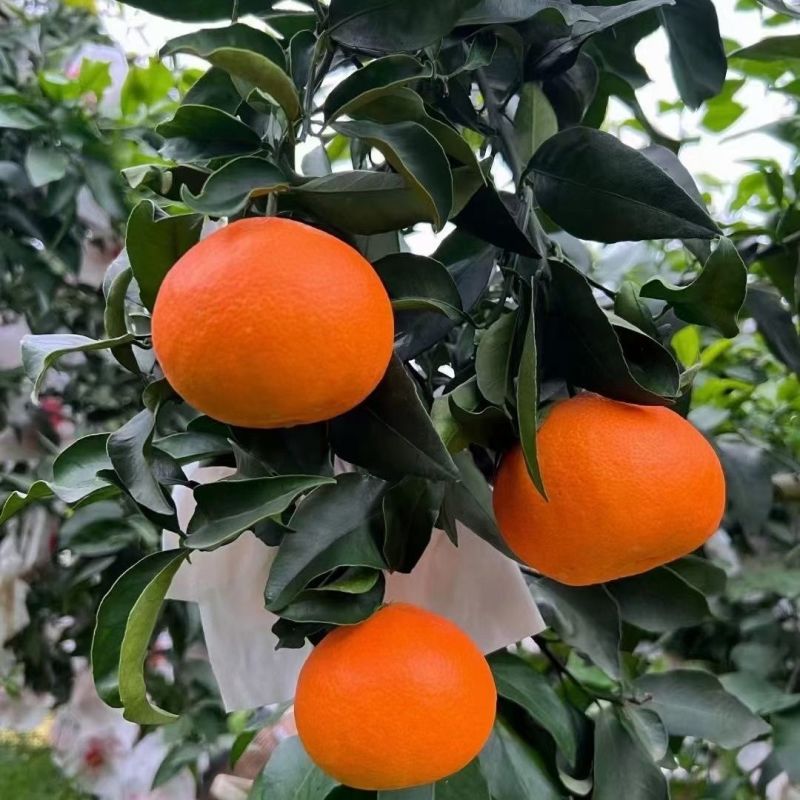 【果冻橙】果冻橙四川实力产地直供代发全国市场商超来电优惠
