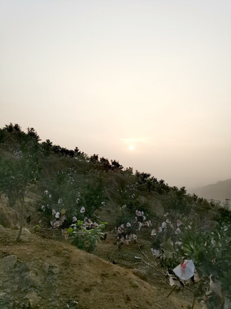 高山养殖场种植的耙耙柑超甜水分充足，欢有意向的老板来电