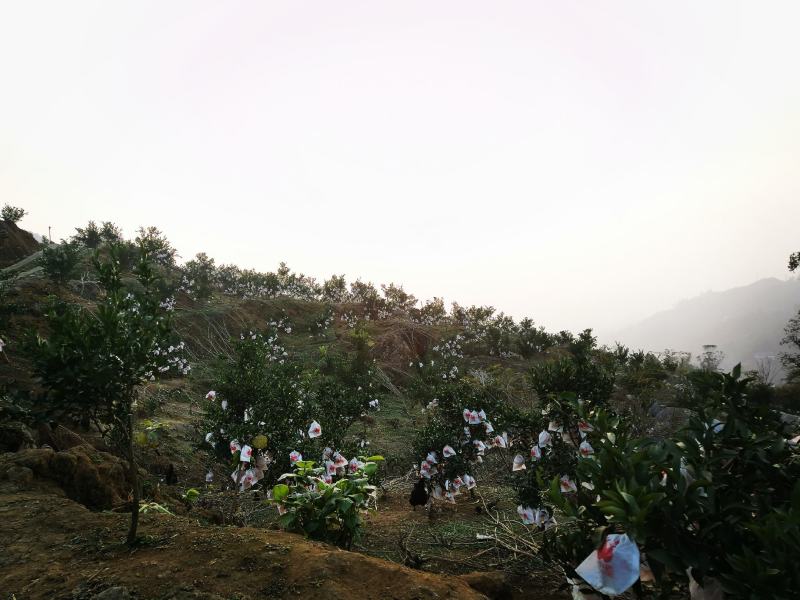 高山养殖场种植的耙耙柑超甜水分充足，欢有意向的老板来电