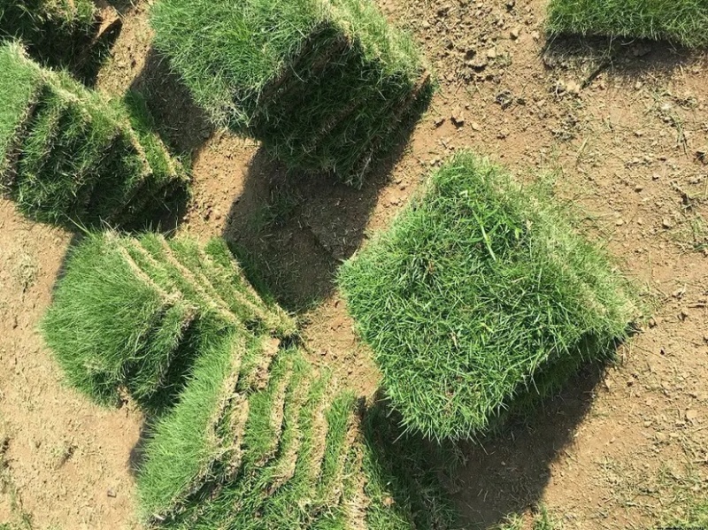 海南草坪批发三亚草坪批发台湾草大叶油草马尼拉草