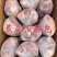 【牛肉】当地草膘黄牛精品五斤包卷！鲜干冻品手续齐全！
