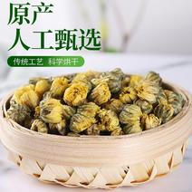 浙江桐乡胎菊各种规格干货味道好量大优惠