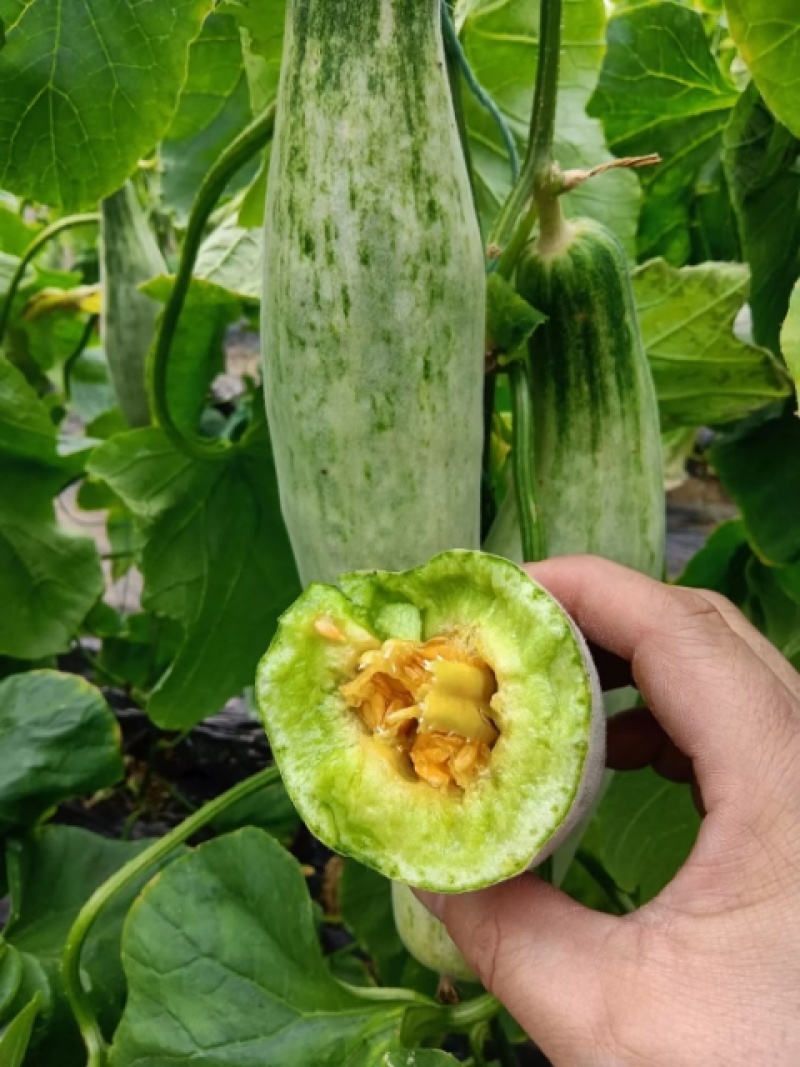 羊角蜜脆甜多汁，全国发货，量大从优，欢迎致电