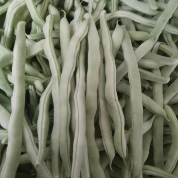 山东产地直销精品九粒白芸豆现摘现发货量充足欢迎电联咨询