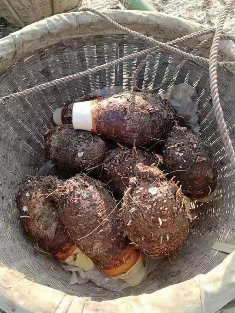 优质广西芋头大量上市，桂林恭产地直供，个头1-3斤。