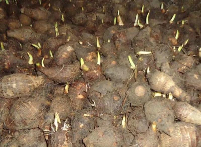 山东芋头种子毛芋头种子亩产高量大从优全国发货
