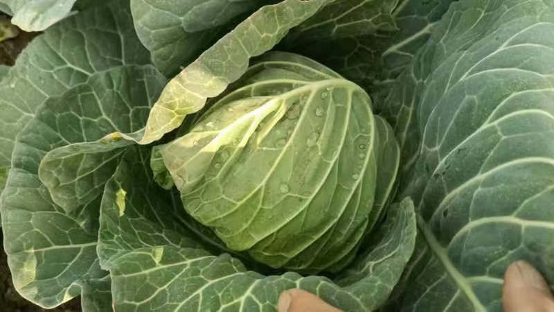羽衣甘蓝与羽衣甘蓝粉对比图