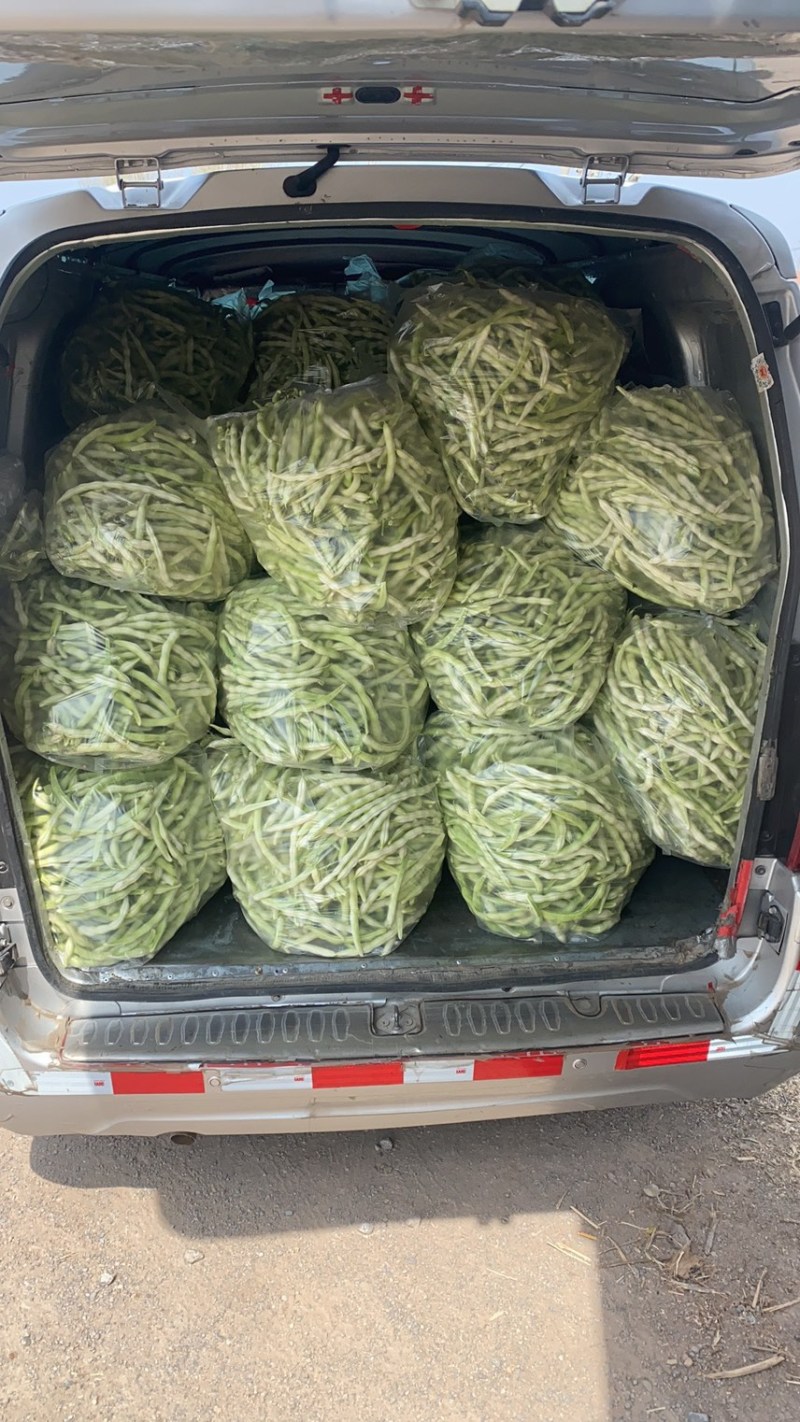 芸豆