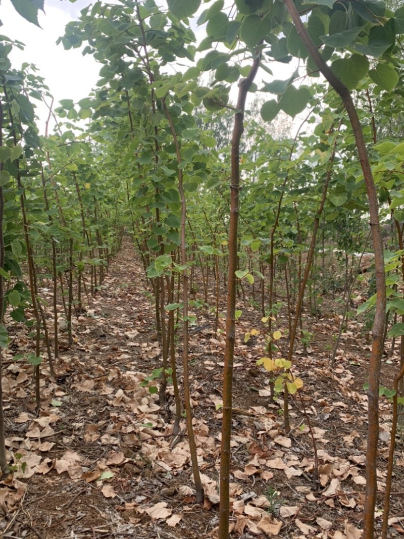 欧洲小叶椴冬红椴3-5公分粗，量大优惠