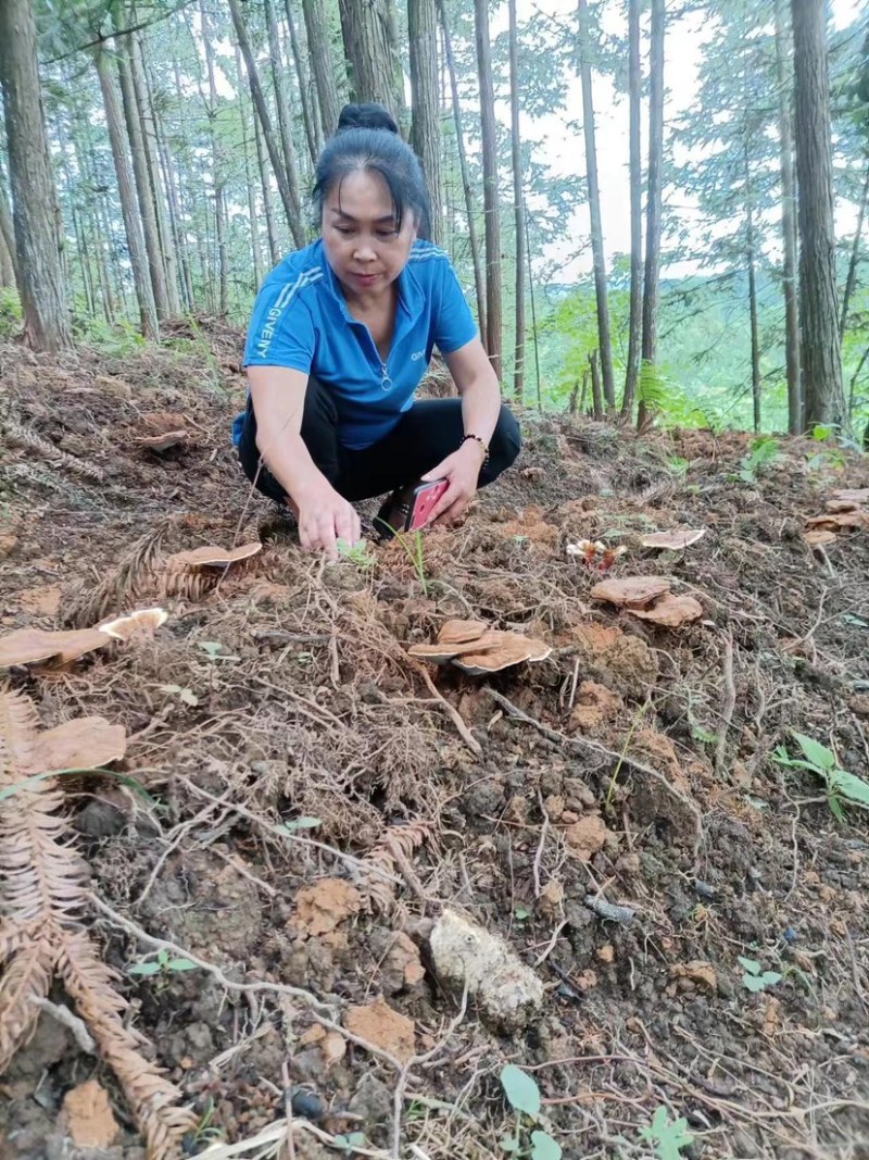 贵州灵芝大量供应中品质保证诚信经营欢迎老板采购