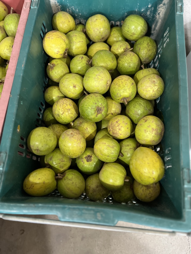 云南鸡蛋果/蛋黄果本地老品种香甜软糯量大一件代