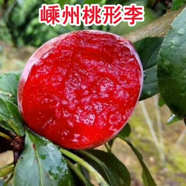 嵊州桃形李红心李七月上市