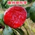 嵊州桃形李红心李七月上市