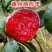 嵊州桃形李红心李七月上市