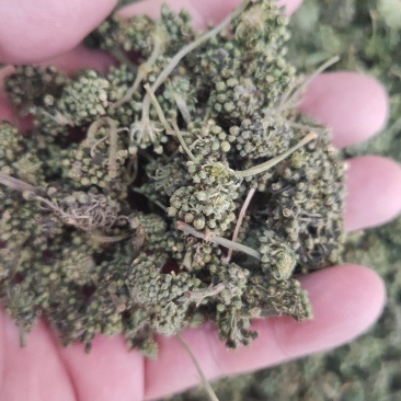 人参花干货人参花欢迎选购！