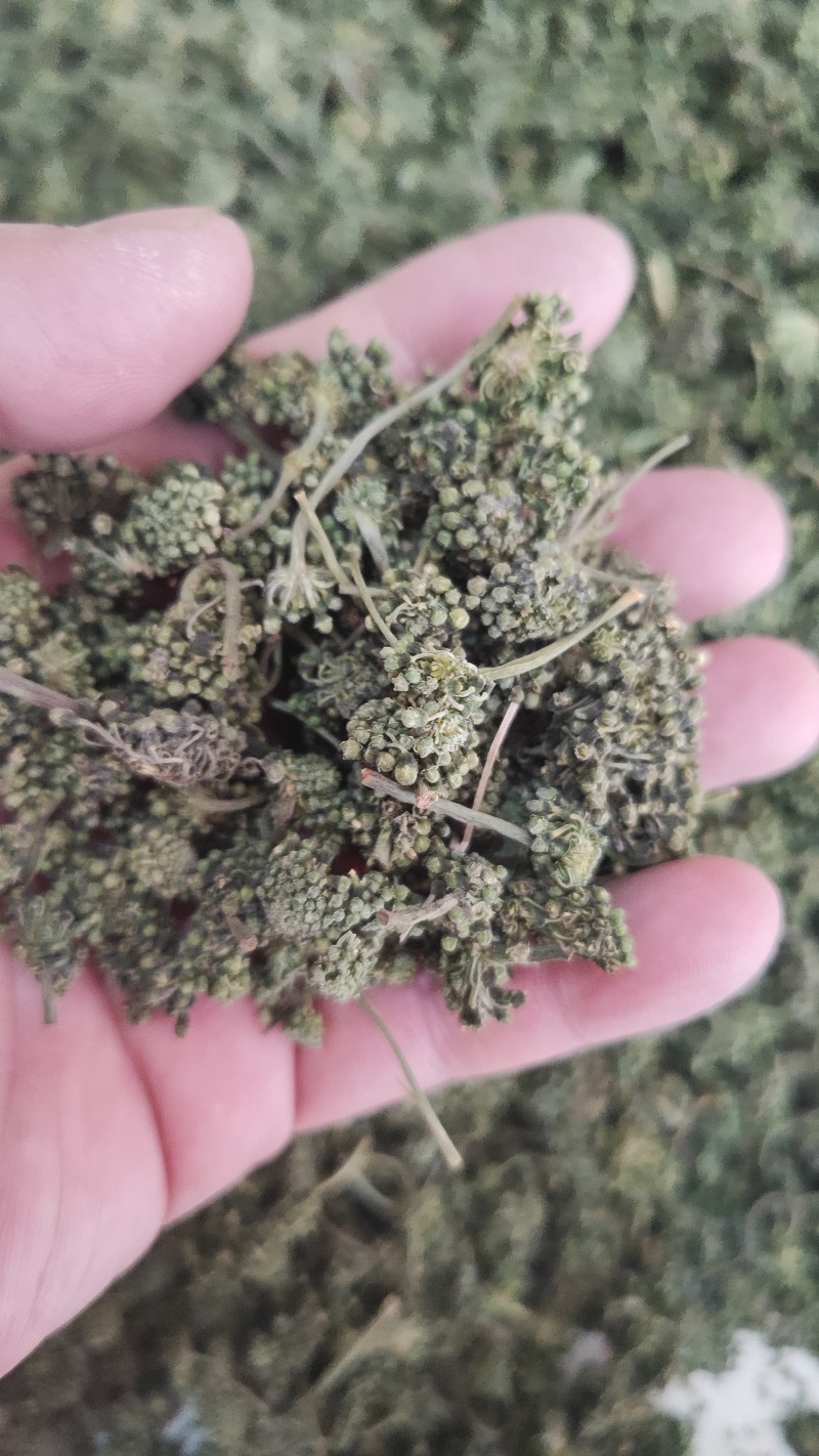 人参花干货人参花欢迎选购！