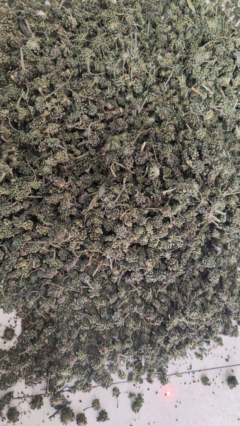 人参花干货人参花欢迎选购！