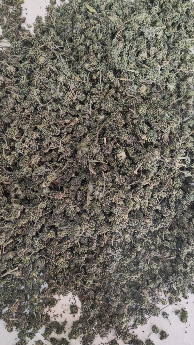 人参花干货人参花欢迎选购！