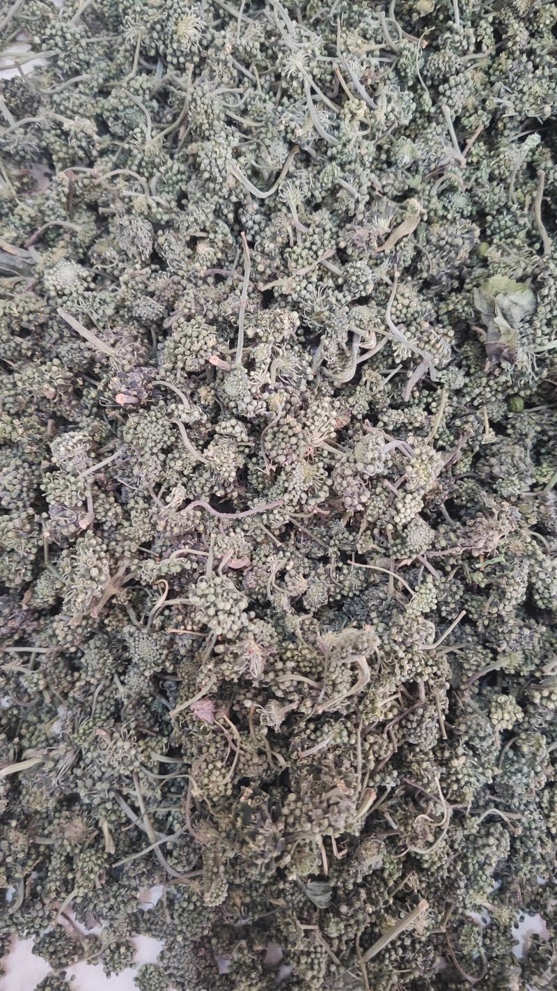 人参花干货人参花欢迎选购！