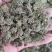 人参花干货人参花欢迎选购！