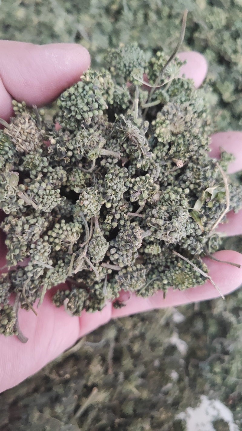 人参花干货人参花欢迎选购！