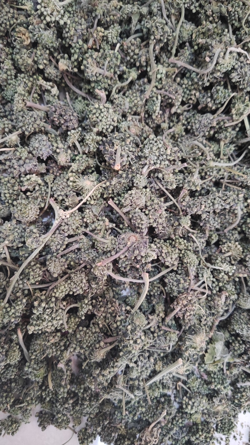 人参花干货人参花欢迎选购！