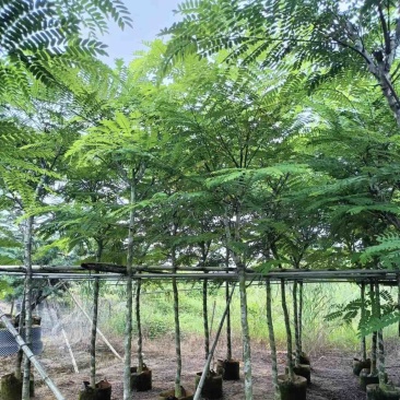 粉花山扁豆