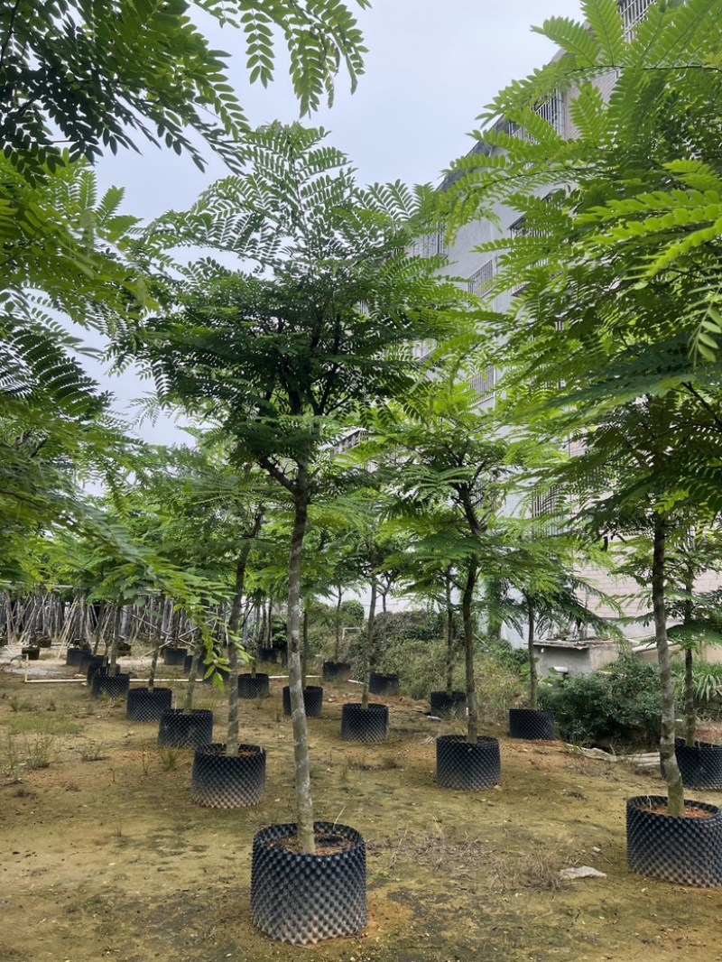 粉花山扁豆