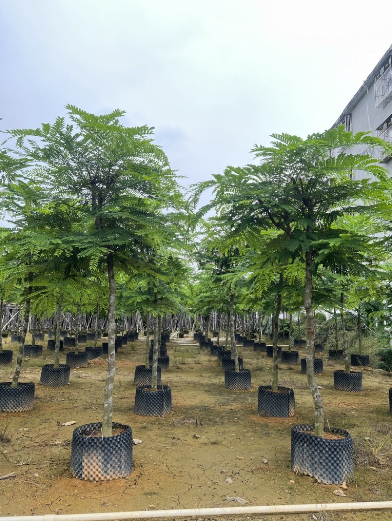 粉花山扁豆
