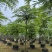 粉花山扁豆