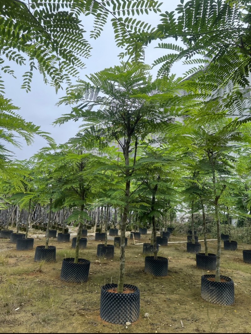 粉花山扁豆