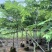 粉花山扁豆
