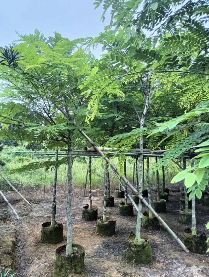 粉花山扁豆