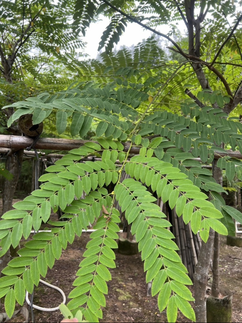 粉花山扁豆