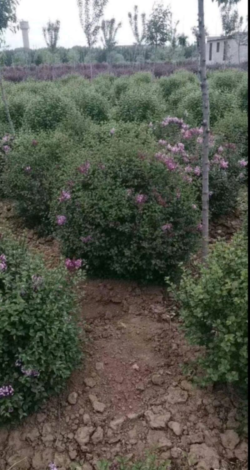 四季丁香