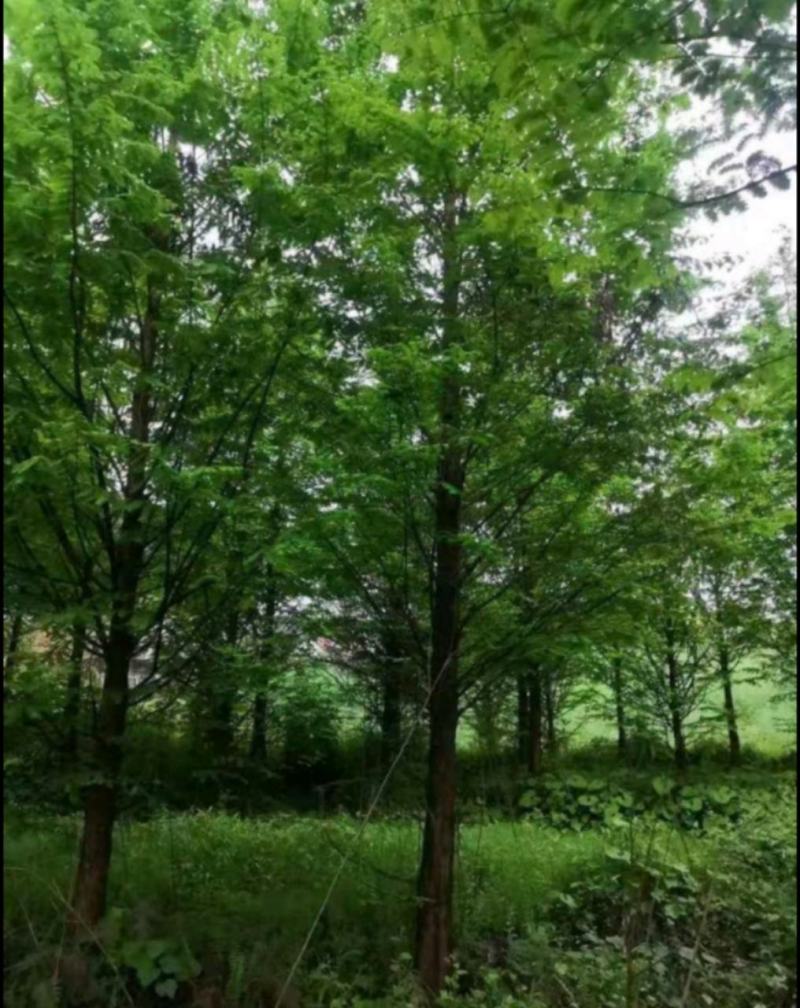 水杉