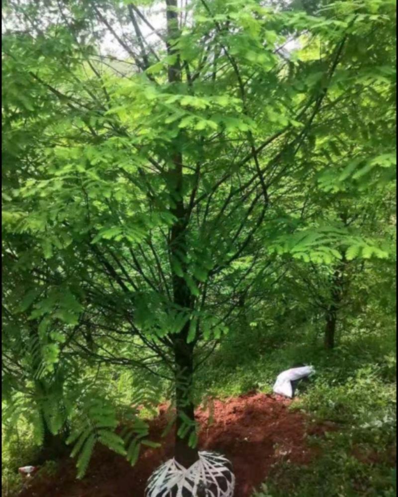 水杉