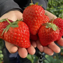 奶油草莓产地直发价格全国客商来电洽谈诚信合作