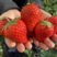 奶油草莓产地直发价格优惠全国客商来电洽谈诚信合作