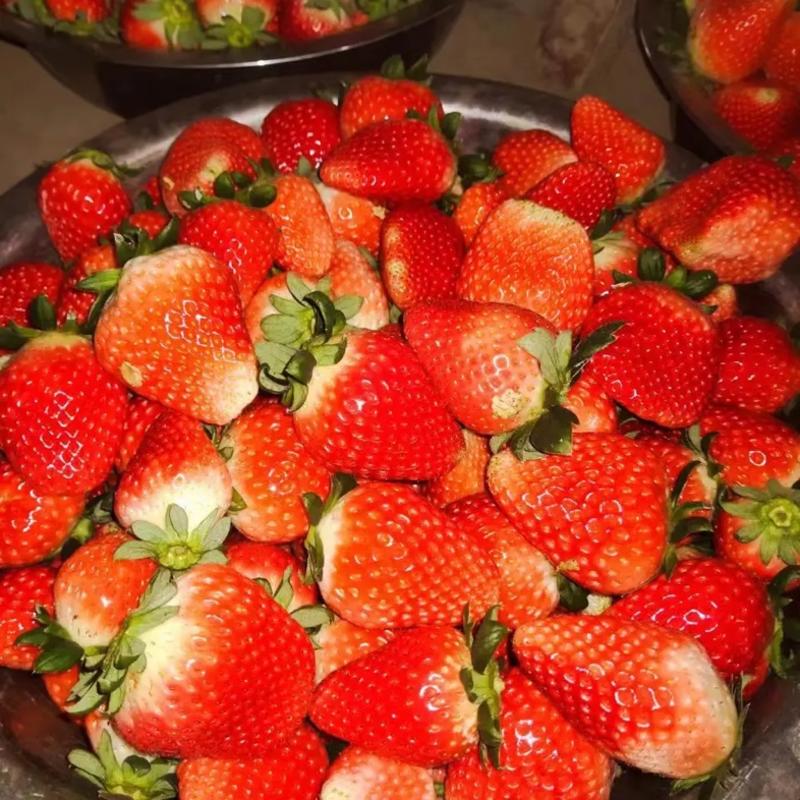 奶油草莓产地直发价格优惠全国客商来电洽谈诚信合作