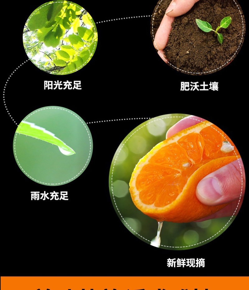 广西沃柑批发应季水果