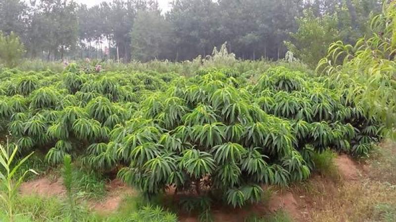 寿星桃