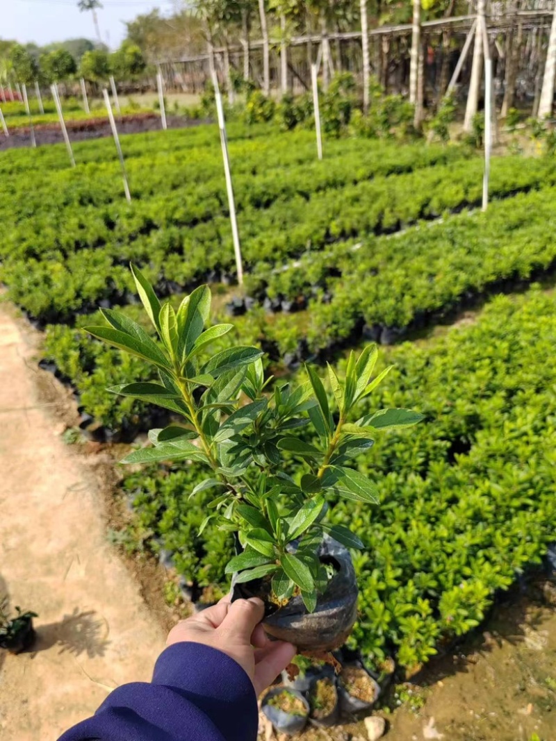 毛杜鹃