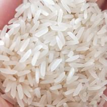 精品大米香米货源充足量大从优质量保证欢迎咨询