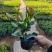 龙船花